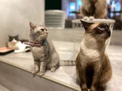 -猫儿山۰猫主题餐厅