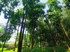 -云溪植物园