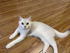-伟伟宠物医院·瑞派猫友好医院·猫科(光谷店)