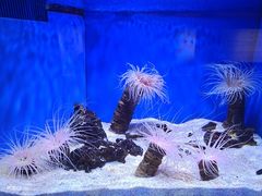 -上海海洋水族馆