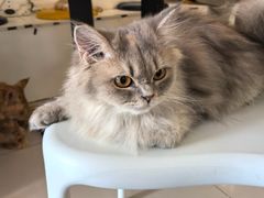 -平行世界·猫咖(首经贸店)