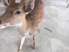 -鹿境梅花鹿生态园区