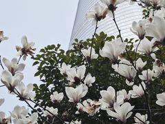 -上海中心大厦