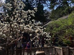 -大觉寺-停车场