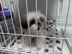 -翊宠yipet猫狗购宠庄园犬舍•猫舍