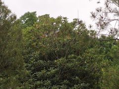 -郑州植物园