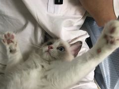 -东方名猫馆·英短金渐层布偶猫舍(环线广场1号楼店)