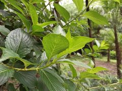 -大宁郁金香公园-停车场