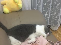 -伟伟宠物医院·CT影像中心·瑞派犬猫综合性门诊(汉口总院)