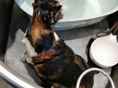 -PETKIT 小佩宠物·低压洗护·美容·寄养(安远店)