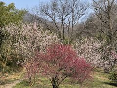 -南京老山国家森林公园