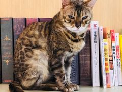 -飞行喵MR PILOT|猫舍·猫咖(静安大融城店)