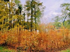 -上海共青森林公园