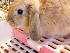 -猫猫幼稚园·撸猫·桌游·电玩
