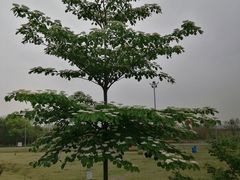 -国际非物质文化遗产博览园