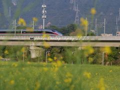 -光明小镇欢乐田园