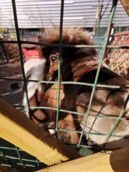 -萌宠亲子动物乐园(槐房万达店)