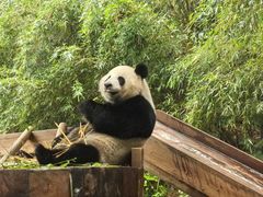 -广州长隆野生动物世界