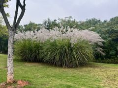 -盘龙城国家考古遗址公园