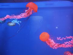 -芜湖新华联大白鲸海洋公园