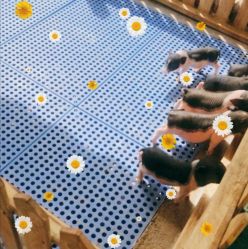 -萌宠亲子动物乐园(槐房万达店)