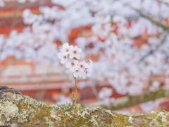 -醍醐寺