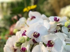 -双季花艺园艺市场(浦东店)