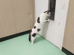 -瑞派宠物医院(搏威敦和院)