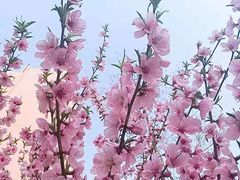 -泰丰公园