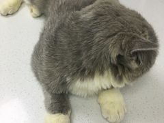 -宠颐生宠物医院·犬猫全科·皮肤科(商业街店)