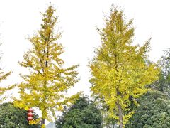 -新田龙家大院
