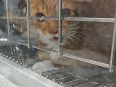 -宠颐生宠物医院·异宠猫科内科·诊疗中心宠巢店