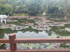 -野象谷景区