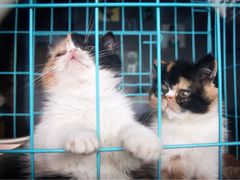 -萌喵宠狗爱心宠咖