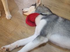 -Husky Go! 哈士奇体验馆·宠物咖啡厅狗咖