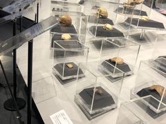 -北京周口店北京人遗址博物馆