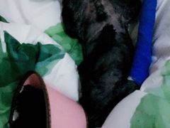 -康成宠物医院24H·CT·核磁共振