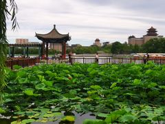 -莲花池公园