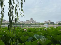 -莲花池公园