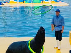 -秦皇岛乐岛海洋王国