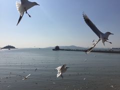-栈桥景区