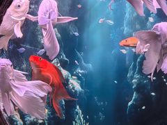 -秦皇岛新澳海底世界