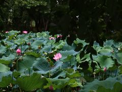 -东湖落雁景区