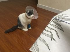 -瑞鹏宠物医院·爱宠堂·骨外专科(西荷分院)