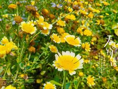 -神光山国家森林公园