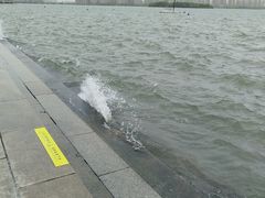 -金鸡湖景区