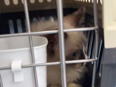 -创凡宠物医院·骨专科  猫科中心(西乡分院)