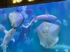 -合肥海洋世界