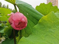 -陈家山荷花公园