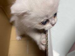 -宠福鑫康馨动物医院·骨科·眼科